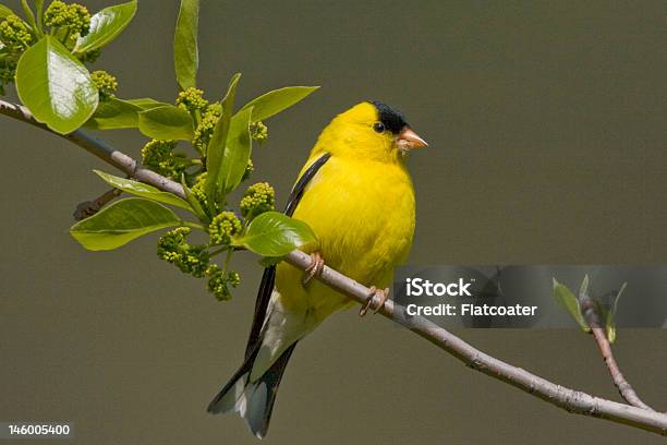 Foto de Pintassilgonorte e mais fotos de stock de Amarelo - Amarelo, Ave canora, Colorido