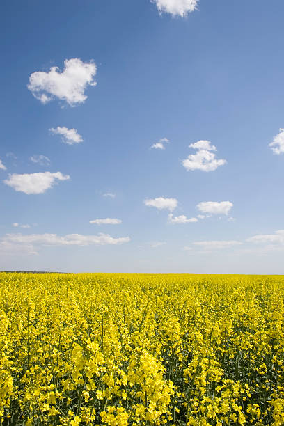 istock oilseed rape field during summer with blue sky 146005433