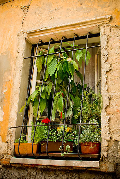 potted flowers at window in old-time caged wall stock photo