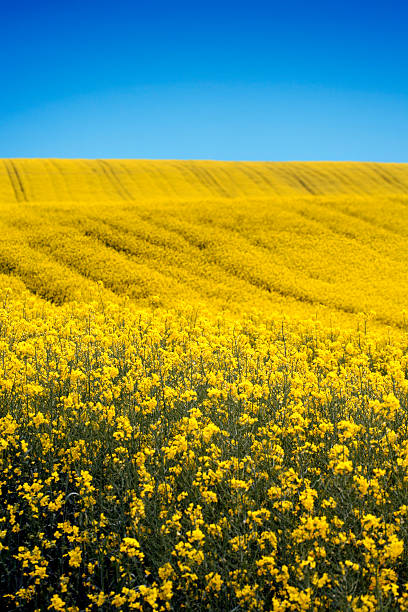istock yellow field with oil seed rape in early spring 146005447