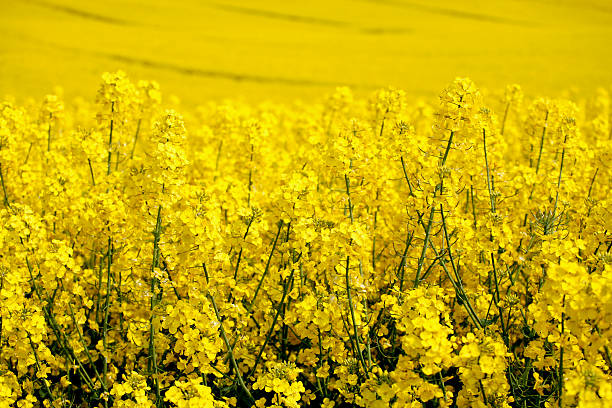 yellow field con aceite de germen la violación de principios de la primavera - fossil fuel biology oilseed rape agriculture fotografías e imágenes de stock