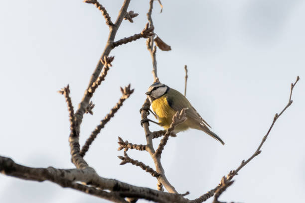 istock Eurasian Blue Tit perched on a tree branch 1460054660