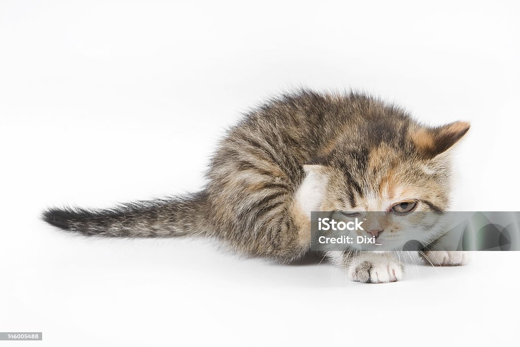 Getigerte Katze Kätzchen - Lizenzfrei Hauskatze Stock-Foto