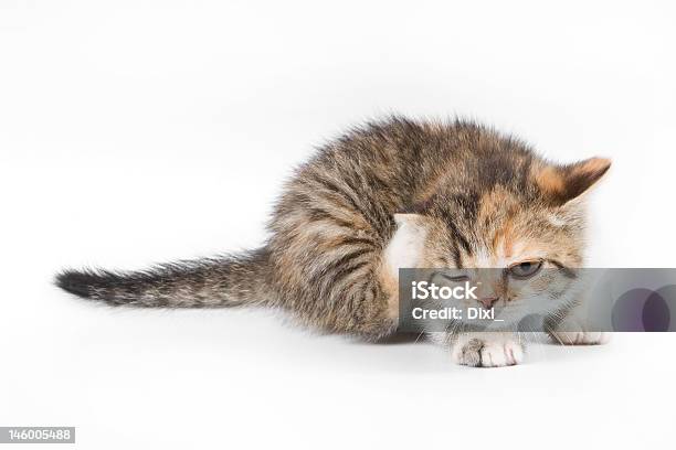 Getigerte Katze Kätzchen Stockfoto und mehr Bilder von Hauskatze - Hauskatze, Kratzen, Weißer Hintergrund