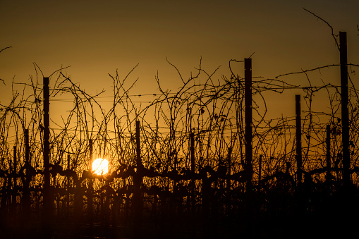 Silhouetted grape vines at sunset.