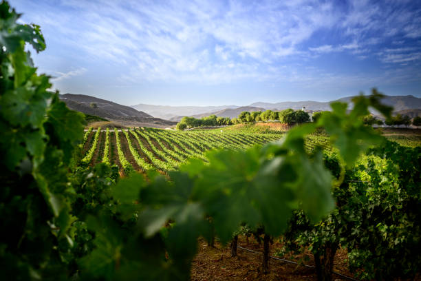 калифорнийский виноградник на восходе солнца - temecula riverside county california southern california стоковые фото и изображения