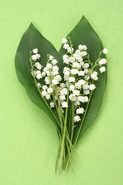 istock lily of the valley 146005565
