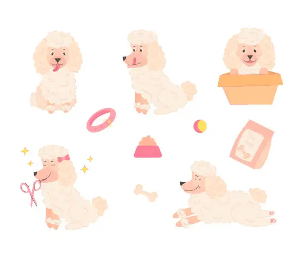Vector illustration of Set of white poodle with different emotions and poses and toys for dogs on isolated background