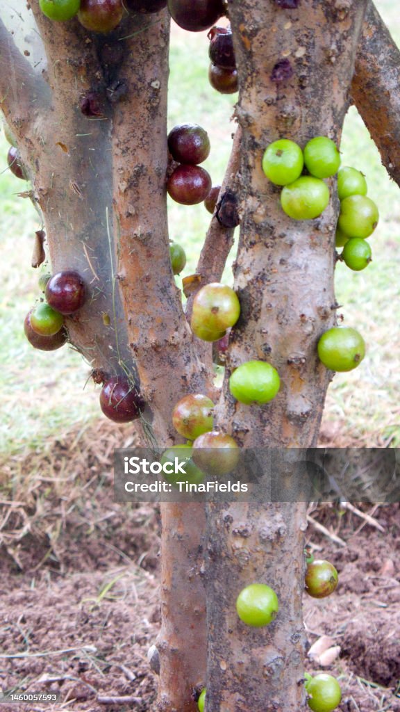 Brazilian native berry. Jabuticaba berry tree planted on a home backward garden, this berry grows on the tree trunk. Anti-inflammatory Stock Photo
