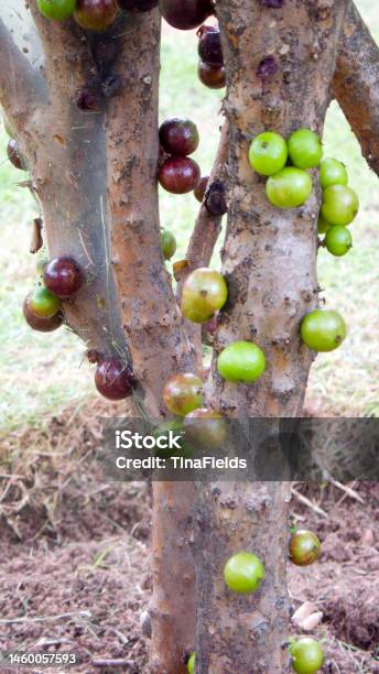 Brazilian Native Berry Stock Photo - Download Image Now - Anti-inflammatory, Berry, Brazil