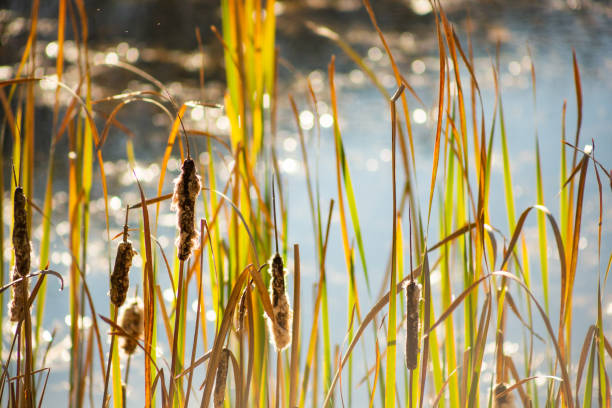 istock cattail reeds, water 1460058605