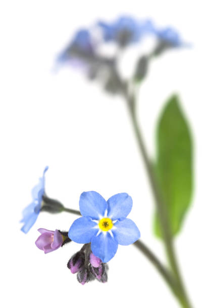 forget-me-not stock photo