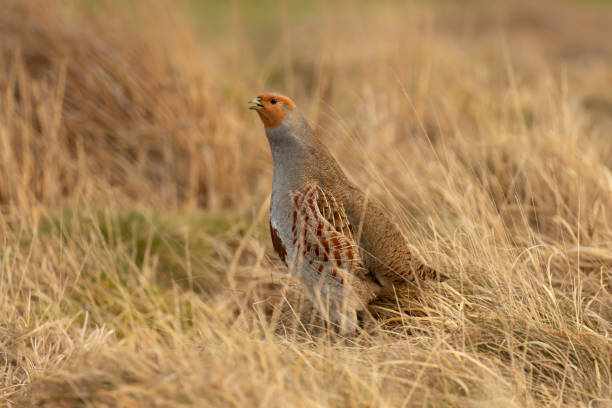 Grey partridge, Scientific name: Perdix Perdix.  Close up of a male Grey partridge in natural moorland habitat. Facing left and calling with beak open. Grey partridge, Scientific name: Perdix Perdix.  Close up of a male Grey partridge in natural moorland habitat. Facing left and calling with beak open. Horizontal.  Space for copy. perdix stock pictures, royalty-free photos & images