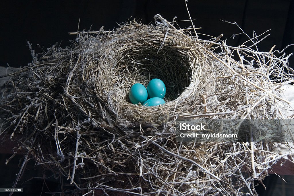 Nest egg-Expressão anglo-saxônica - Foto de stock de Animal royalty-free