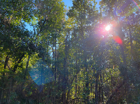 Forest summer shiny sun light on a blue sky Orlando Florida United States picture background