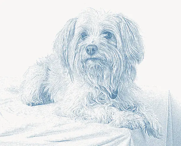 Vector illustration of Yorkipoo Mixed Breed Dog hoping to be adopted