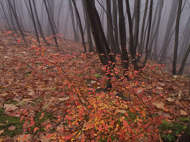 autumn leaves, trees, and fog stock photo