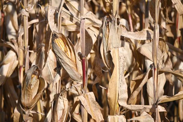 Ripe Corn Stalks stock photo