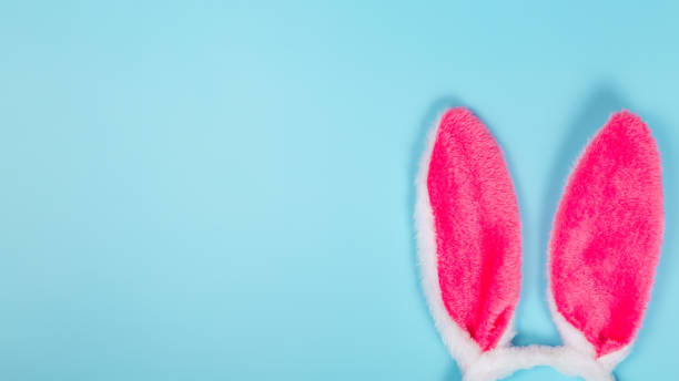 istock congratulatory easter background with bunny ears. top view. copy space. Banner 1460060629
