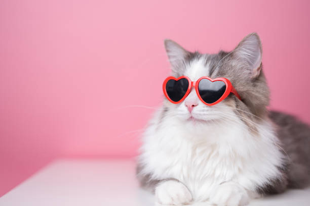 Cute funny cat in red heart shaped sunglasses sits on a pink background. Postcard with cat with space for text. Concept Valentine's Day, wedding, women's day, birthday Cute funny cat in red heart shaped sunglasses sits on a pink background. Postcard with cat with space for text. Concept Valentine's Day, wedding, women's day, birthday heart shape valentines day fur pink stock pictures, royalty-free photos & images