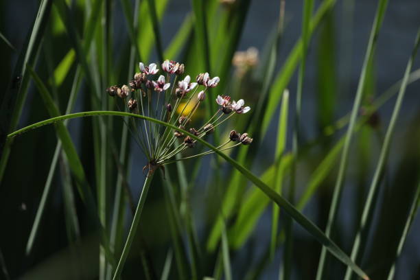istock Pink wild flowers 1460063665