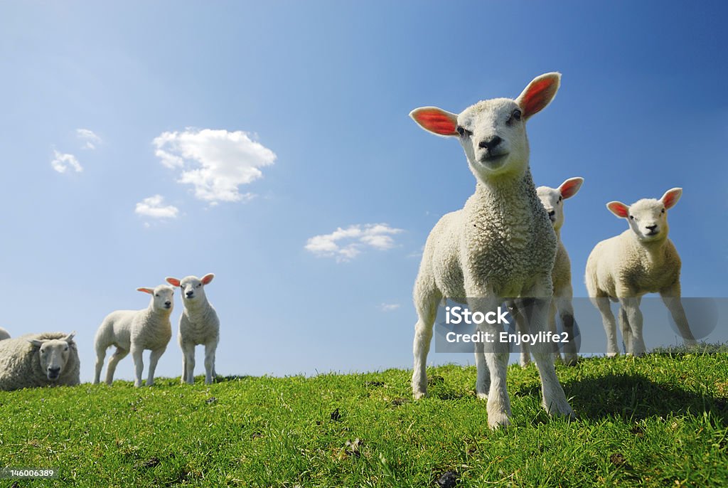 Mignon agneau au printemps - Photo de Printemps libre de droits