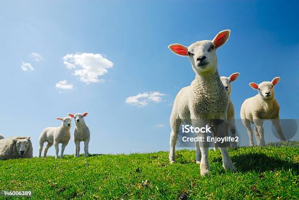 かわいいラムズ春に - 春のストックフォトや画像を多数ご用意 - 春, 子羊, オランダ