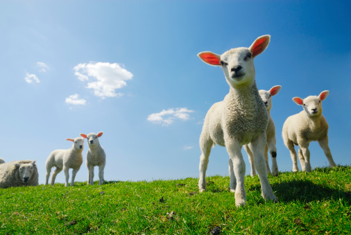 Lambs and a sheep on green grass with a blue sky