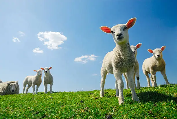 Photo of Lambs and a sheep on green grass with a blue sky