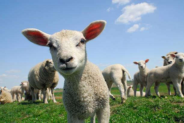curious lamb in spring funny picture of a curious lamb in spring lamb animal photos stock pictures, royalty-free photos & images