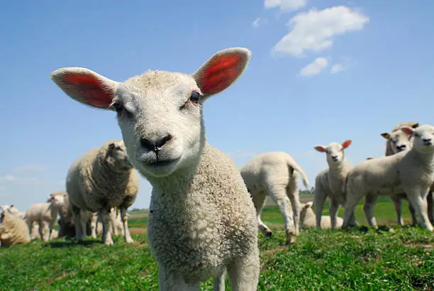 funny picture of a curious lamb in spring