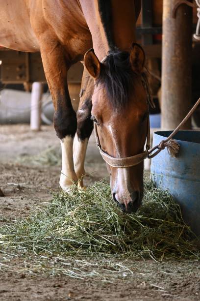 istock Horse eating hay 1460064124