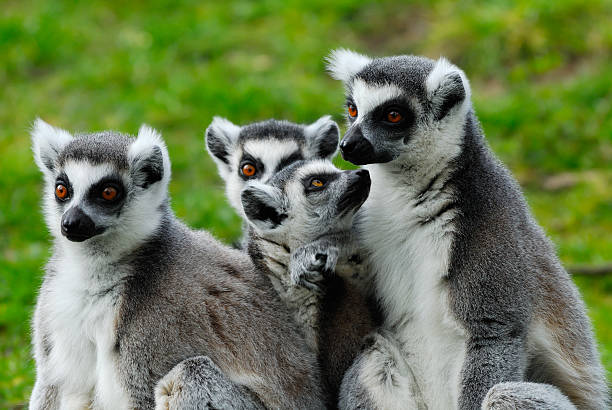 istock ring-tailed lemur family 146006418