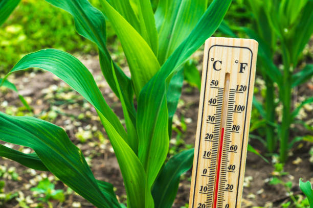 istock Comfortable temperature for growing corn on the plantation. Thermometer against the background of growing corn in the garden 1460064373