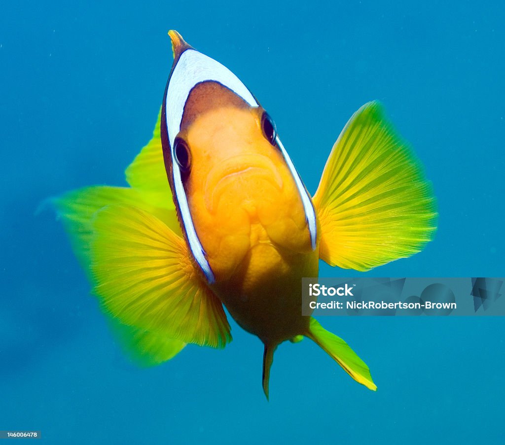 Anenome Fish Red Sea Anenome Fish in Dahab Egypt Anemone Flower Stock Photo