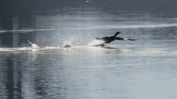 istock cormorant takes flight from the water 1460064780