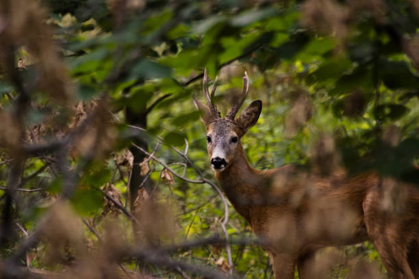 istock Portrait of deer standing amidst plants in forest 1460065583