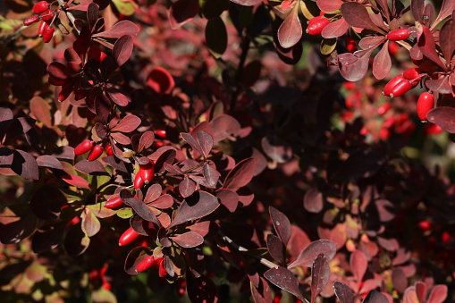Berberis with red berries and leaves