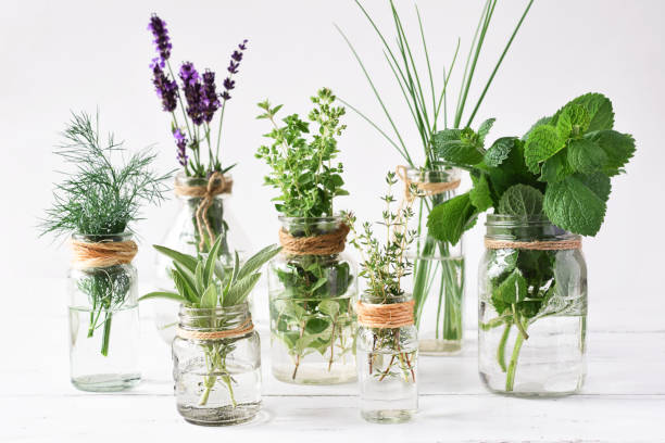istock Fresh herbs in individual jars on white background 1460066161