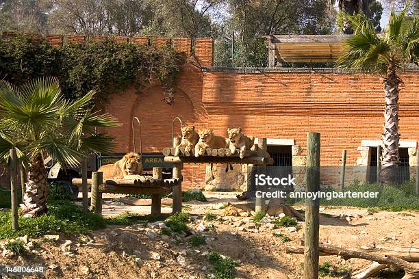 Sechs Lions Ruhen Stockfoto und mehr Bilder von Fotografie - Fotografie, Große Tiergruppe, Großwild