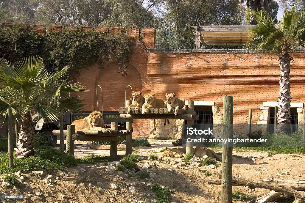 Six Lions se reposer - Photo de Animal femelle libre de droits