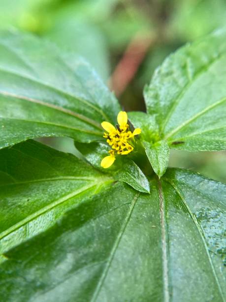 the tiny yellow flowers of the nodeweed / cinderella weed (synedrella nodiflora) grow in the west maui forest reserve. stock photo