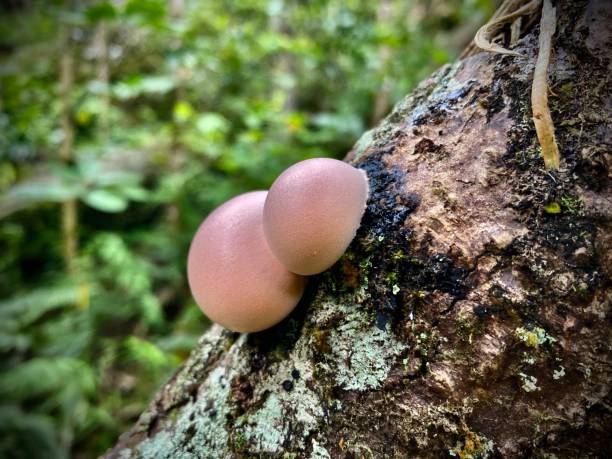 the fruiting bodies or aethalia of wolf's milk or groening's slime (lycogala epidendrum) is a species of myxogastrid amoeba found on damp rotting wood. stock photo