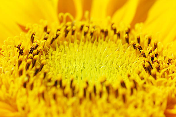 istock Macro Shot of Sunflower 146006662