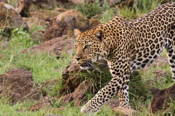 istock Leopard walking down a rocky hill slope with one paw raised 1460067194