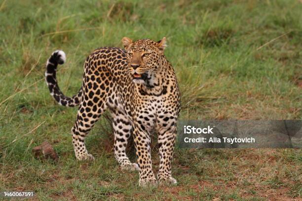 Leopard Crawling Down Rocks Leopard Walking Down A Rocky Hill Slope Looking Into Camera Stock Photo ...