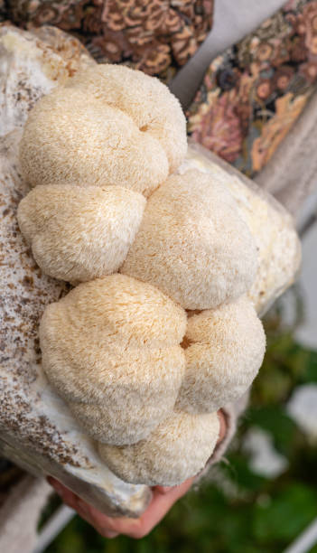 istock Close-up of grown medium with lion mane mushrooms 1460068162