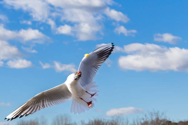 White and gray feathered gulls in flight with open wings over blue sky.  Acuatic birds.  small birds.  Close-up of a seagull.