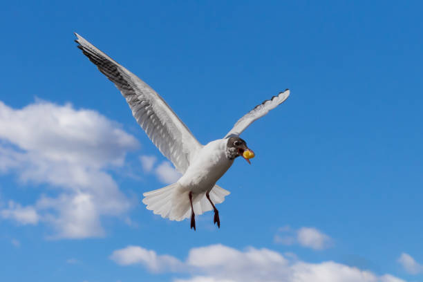 istock White and gray feathered gulls in flight with open wings over blue sky. 1460069086