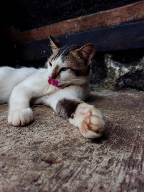 istock Mixed cat was laying down 1460071377
